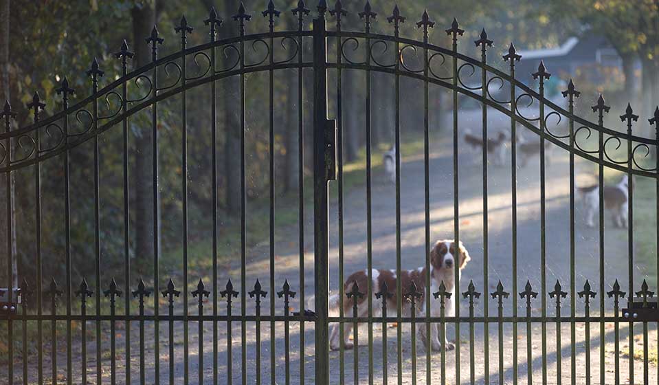 Dogs behind a closed iron gate across a driveway